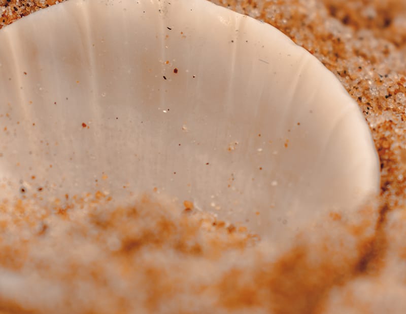 image of a sea shell tucked in sand